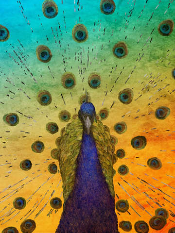 Peacock 3