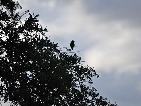 Hummingbird silhouette