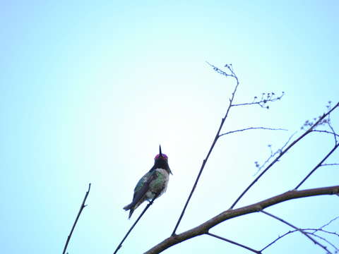 Pink head