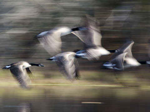 Gossamer geese