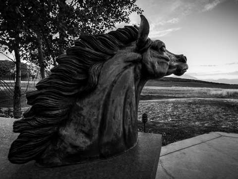 Bronze horse black white
