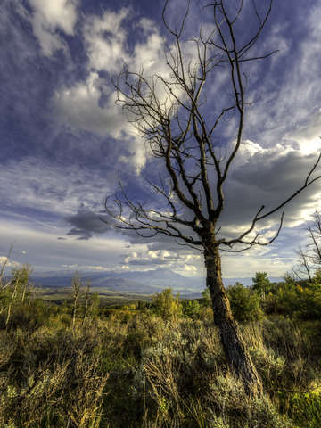 Dead tree