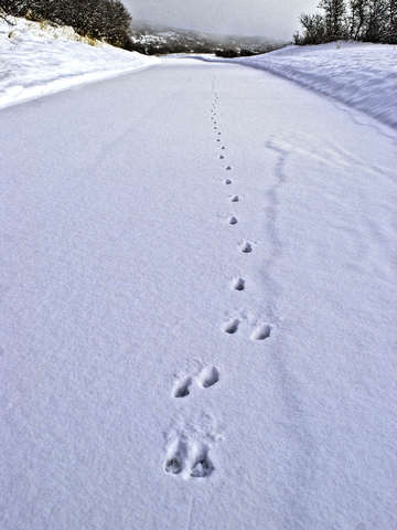 Morning Deer Prints in snow