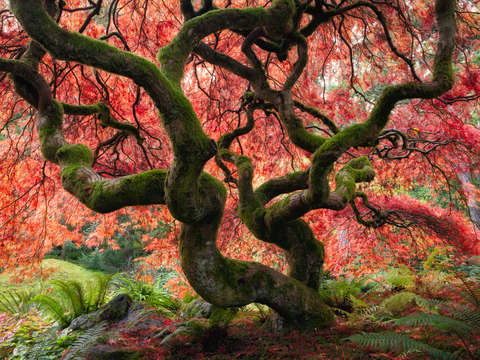Japanese Maple