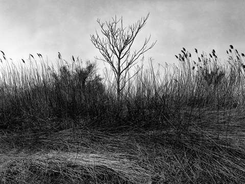 Dead Horse Bay, New York