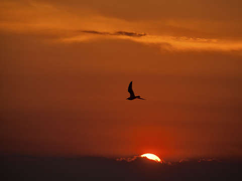 Flying home