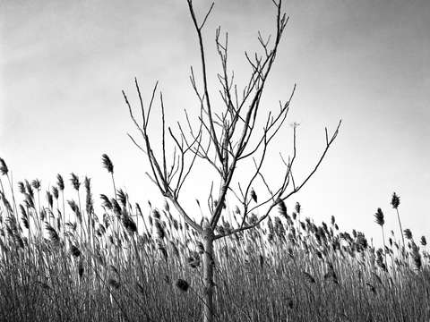 Dead Horse Bay, New York (2)