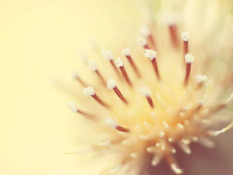 Thistle Go Pop