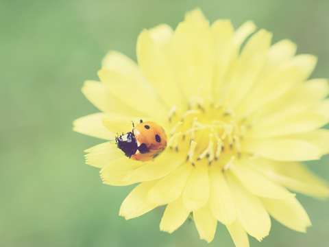 A flower for my lady