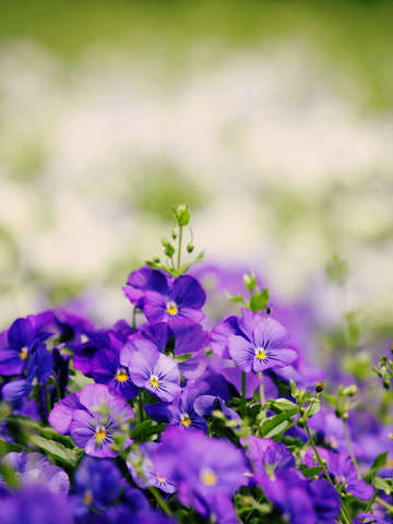 Mystical meadow