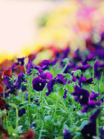 Rainbow of flowers