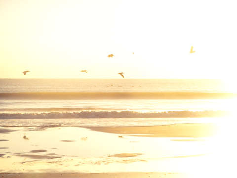 Pelicans 2