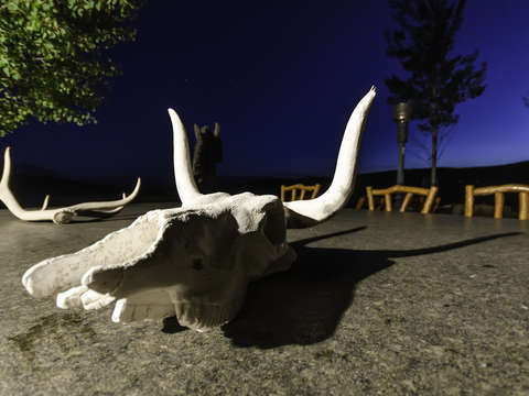 Long Horn Skull Twilight