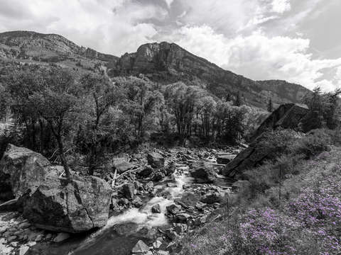 Black white colorado mountain and purple flowers