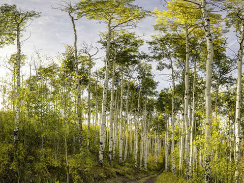 Aspen trees change of colors