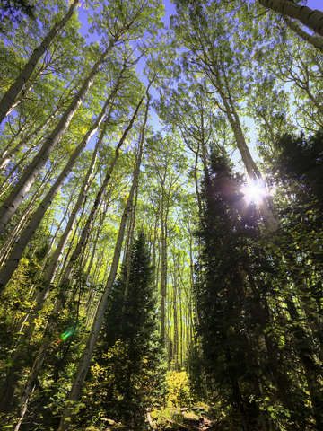 Forest and Sun