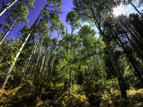 Colorado forest