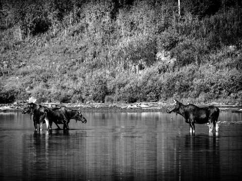 Black white moose maroon bells colorado