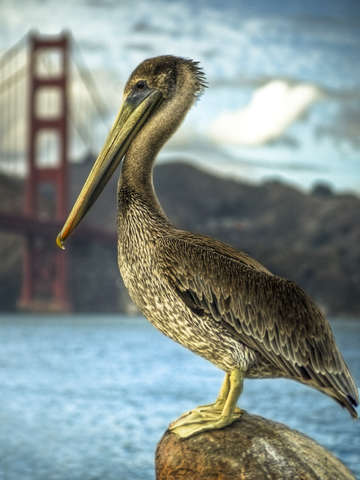 Bird in san francsico bay