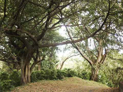 Intertwining trees