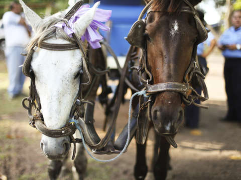 Dos caballos