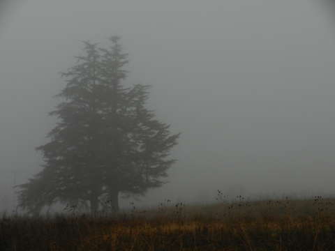 This morning