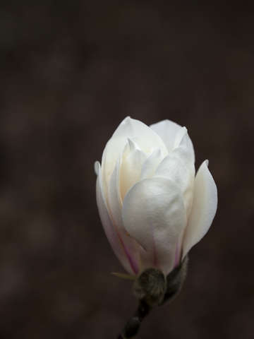 Stephanies magnolia