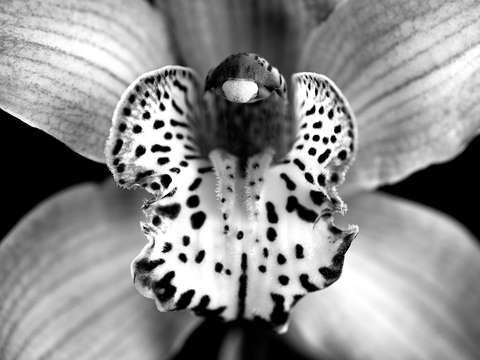 Orchid 1