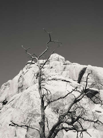 Dead wood
