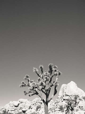 Joshua tree 3