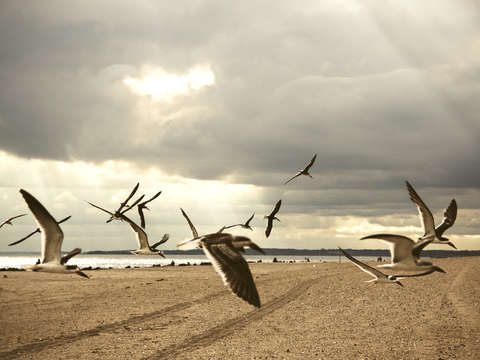 Flight of birds