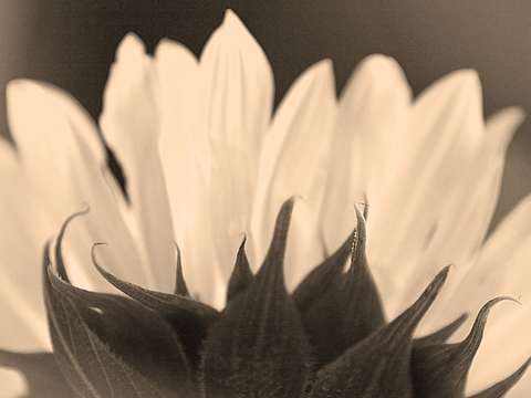 Sunflower sepia