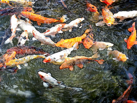 Koi 2