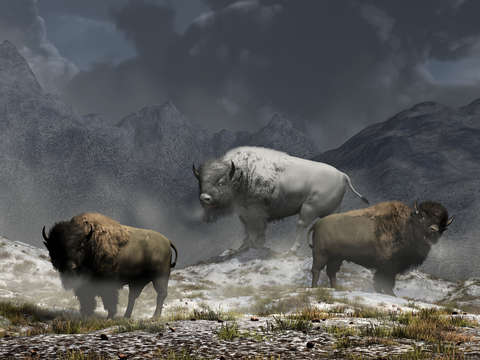 Bison king