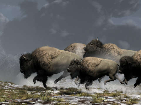 Bison stampede