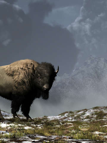 Lonely Bison