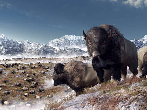 Bison herd