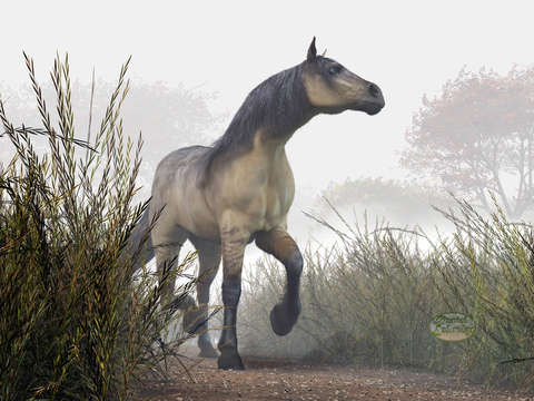 Pale Horse in the Mist