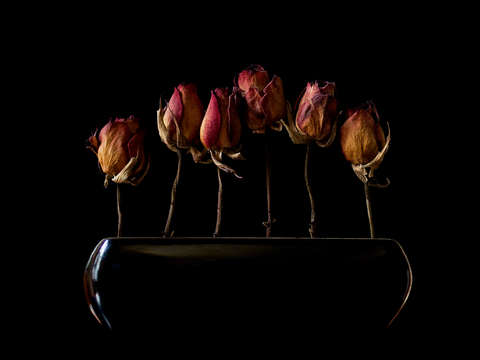 Night-garden