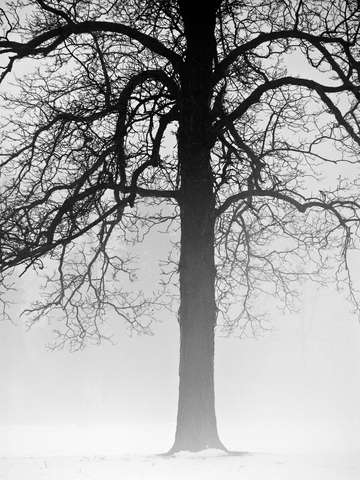 Tree In Fog