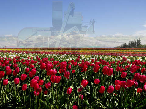 Tulip farm