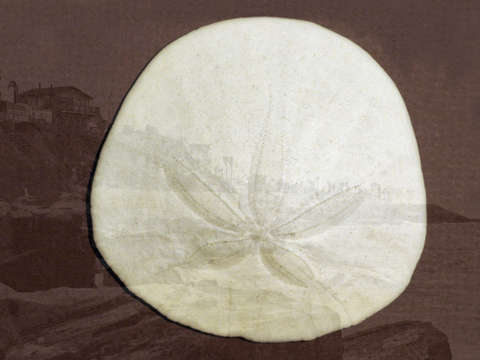 Sand dollar