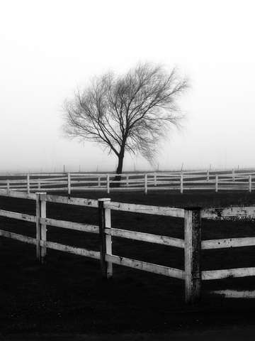 Through the fog