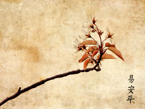 Wild Cherry Blossom
