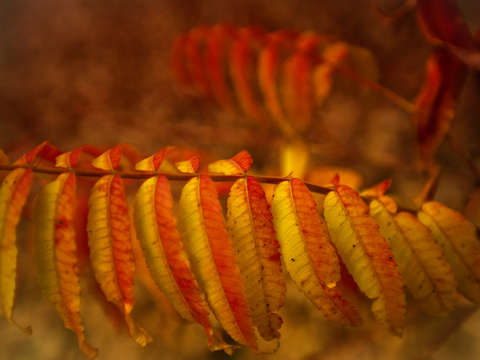 Vermont flame