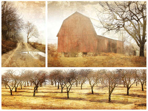 Orchard fog