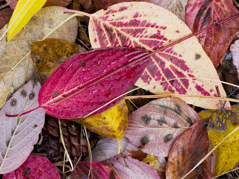 Autumn Delight