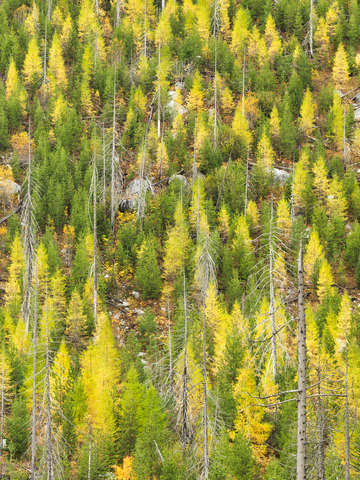 Natures design