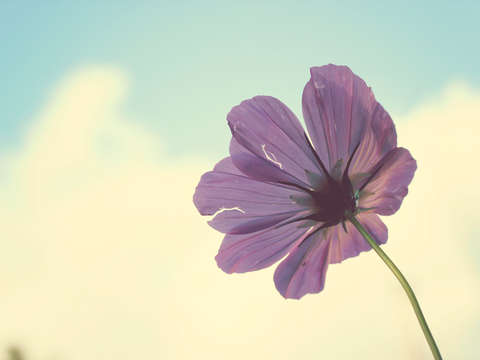 Torn but never broken