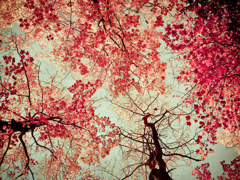 Red nebula